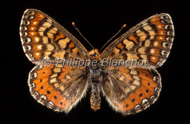 euphydryas desfontainii.JPG - Euphydryas desfontainiiDamier des KnautiesSpanish fritillaryLepidoptera, NymphalidaePapillon protégé en France